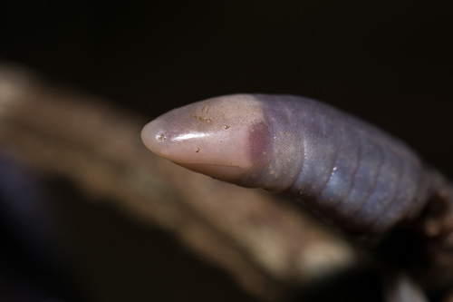 Yellow-headed Caecilian (Oscaecilia ochrocephala) — Least Concern Amphibia