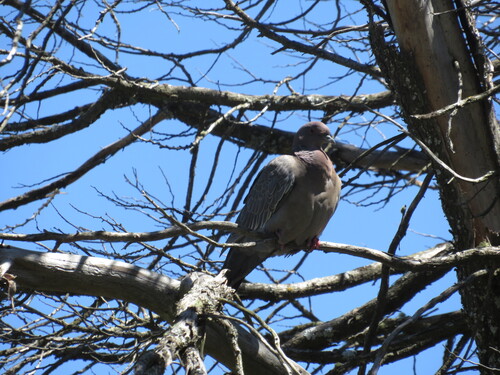 Picazuro Pigeon