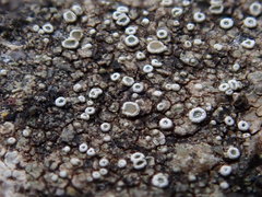 Myriolecis semipallida