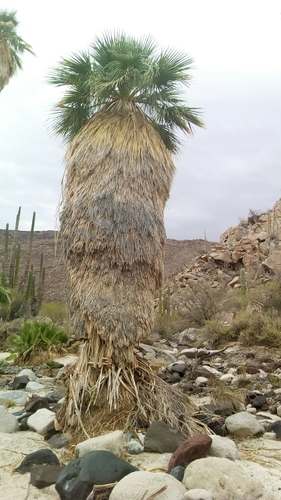 Washingtonia filifera