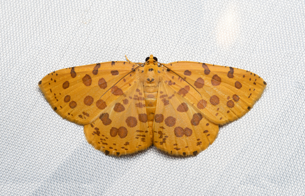 Euryobeidia tigratoides