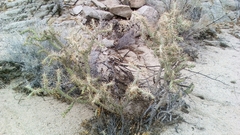 Cylindropuntia molesta