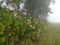 Stevia caracasana