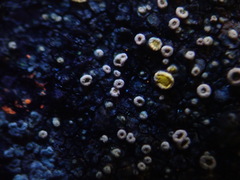 Myriolecis semipallida