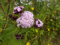 Stevia caracasana