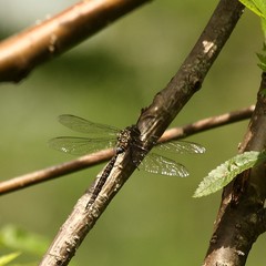Aeshna umbrosa umbrosa