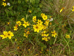 Bidens aurea