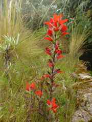 Castilleja hirsuta