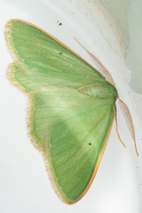 Chlorocoma didita