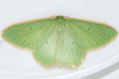Chlorocoma didita
