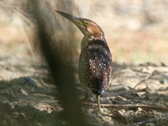 Ixobrychus eurhythmus