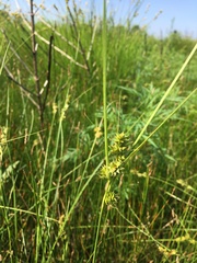 Carex arkansana