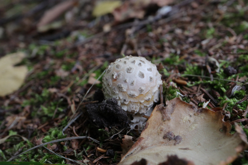 Amanita muscaria