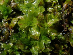 Syntrichia latifolia