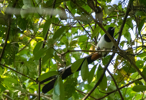White-bellied Treepie (Dendrocitta leucogastra), photo 7