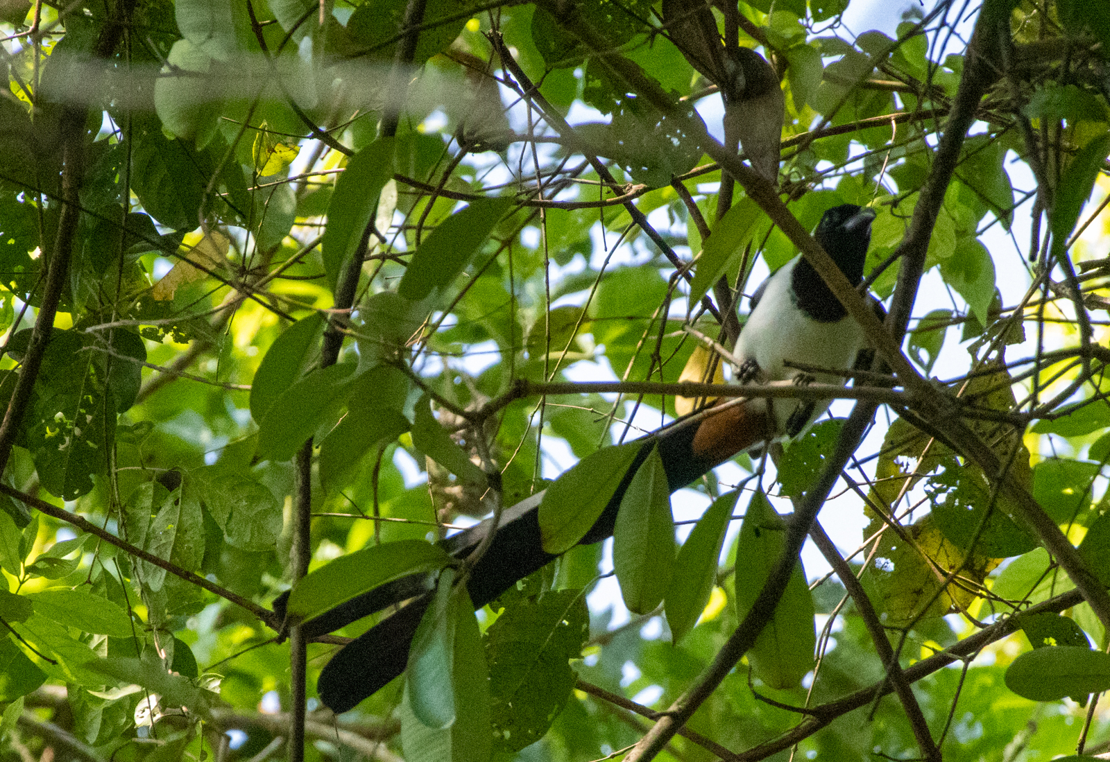 White-bellied Treepie (Dendrocitta leucogastra), photo 6