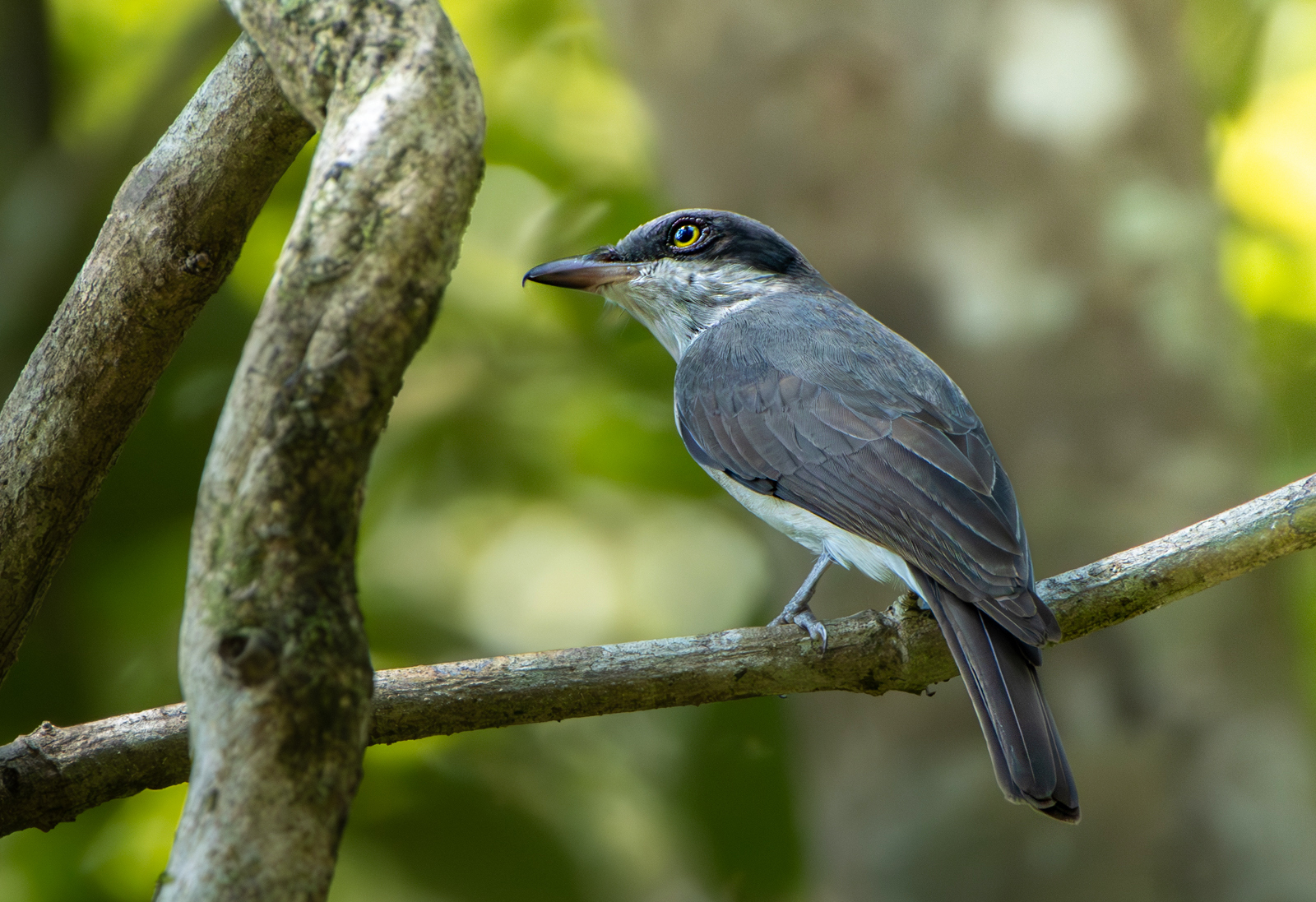 Malabar Woodshrike (Tephrodornis sylvicola), photo 10