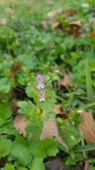 Lamium amplexicaule
