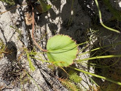 Pelargonium elegans, photograph (c) Charleen Brunke, some rights reserved (CC BY)