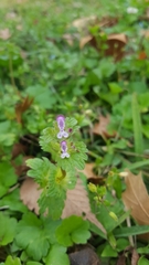 Lamium amplexicaule