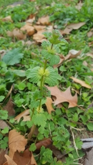 Lamium amplexicaule
