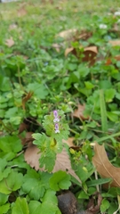 Lamium amplexicaule