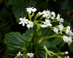 Valeriana lapathifolia