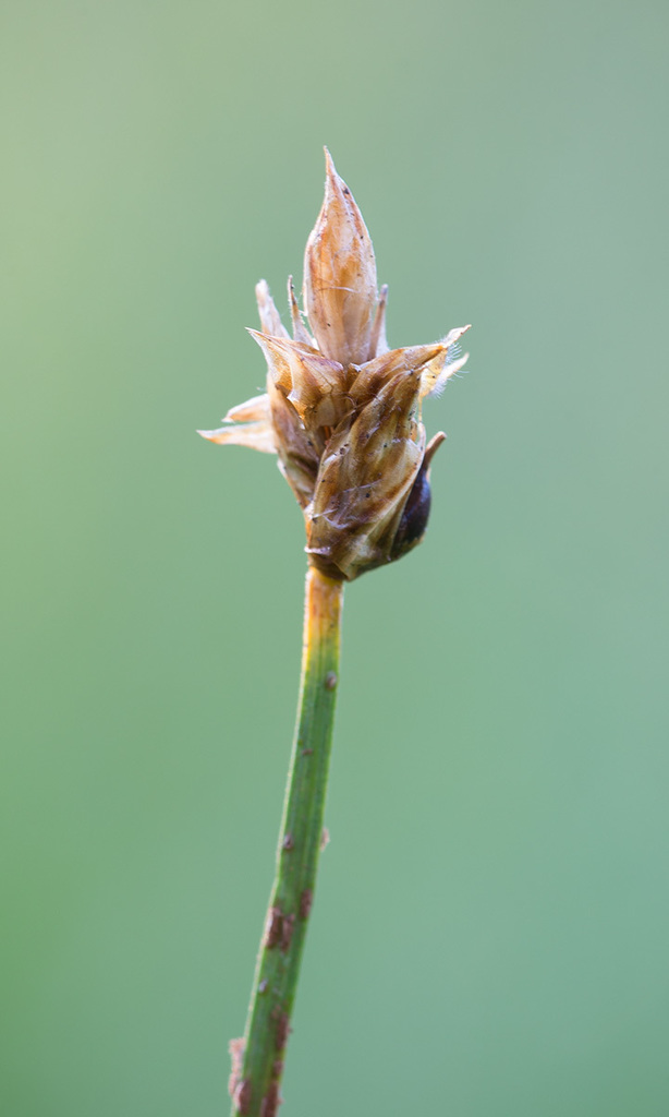 Carex sect. Chordorrhizae