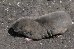 Spalax microphthalmus