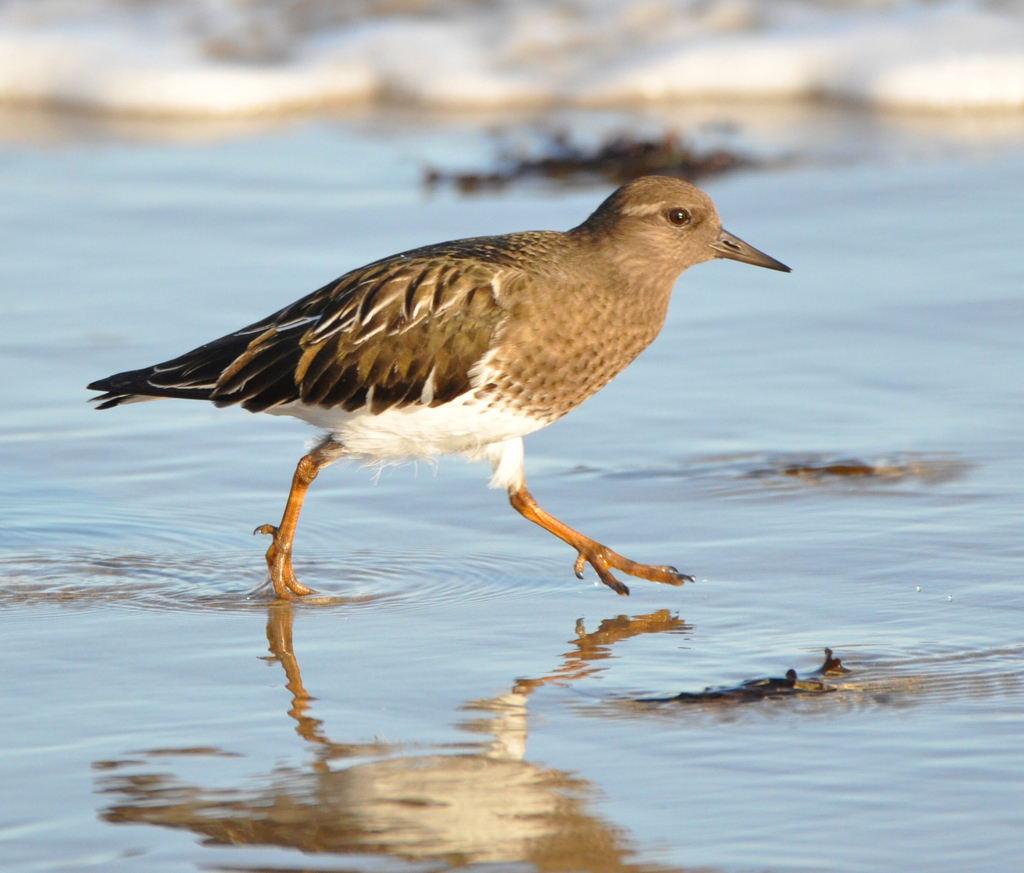 Black Turnstone