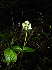 Valeriana lapathifolia