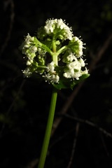 Valeriana lapathifolia