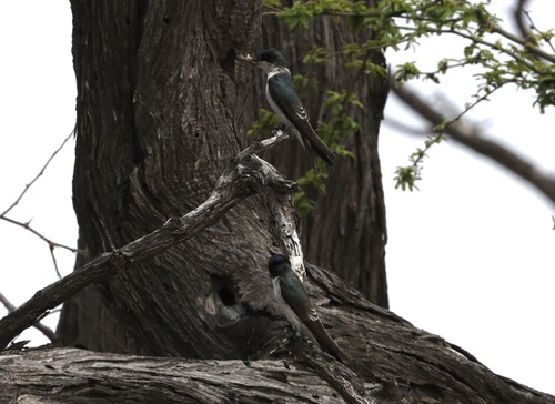 Tumbes Swallow (Tachycineta stolzmanni), photo 1