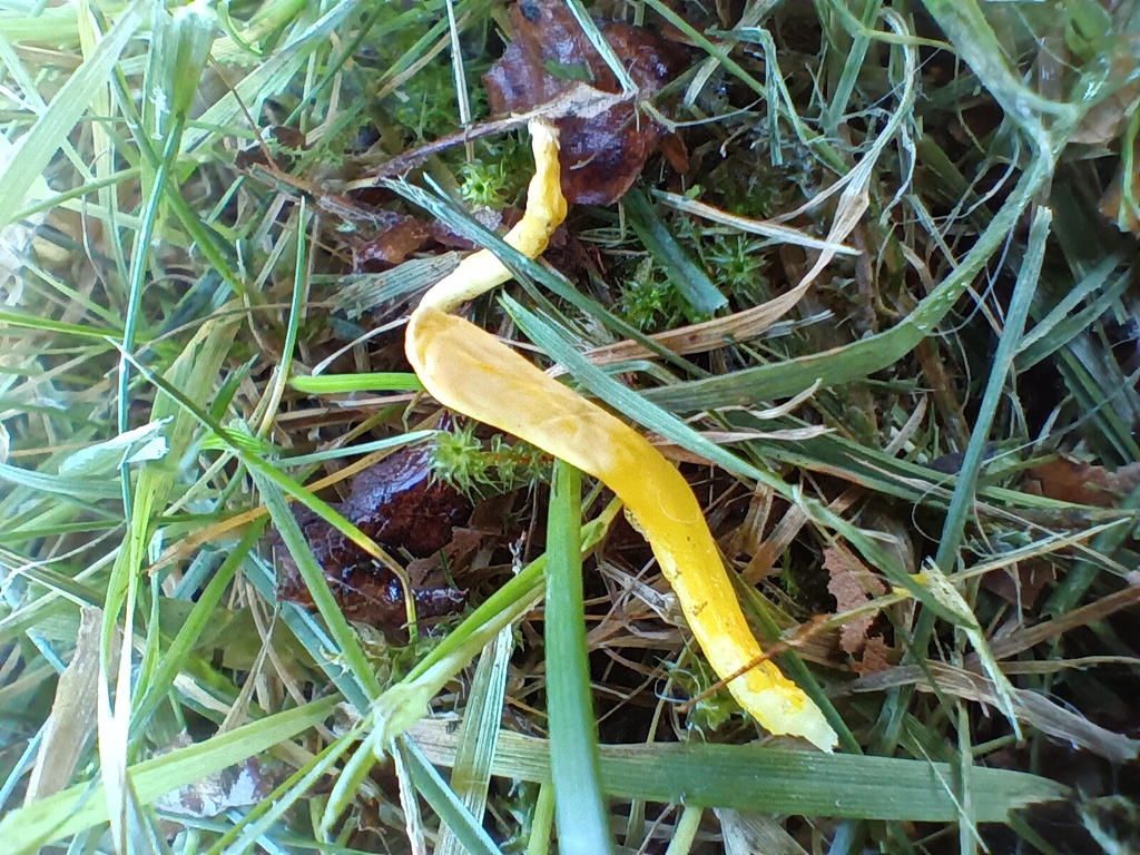 Clavulinopsis helvola · November 2025 · photo: © considerthelilies (iNaturalist, cc-by)