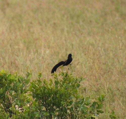 Jackson's Widowbird (Euplectes jacksoni), photo 10
