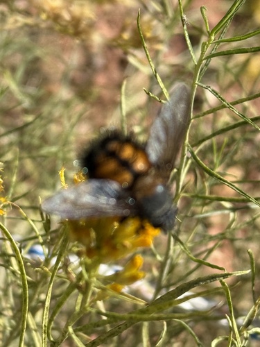 Unknown species found near Zion National Park, Springdale, UT, US