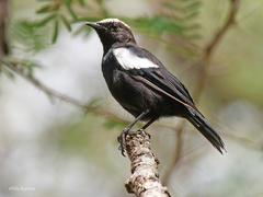 Myrmecocichla arnotti