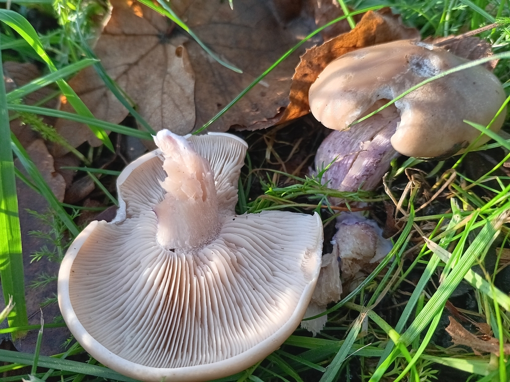 Collybia personata · November 2025 · photo: © considerthelilies (iNaturalist, cc-by)