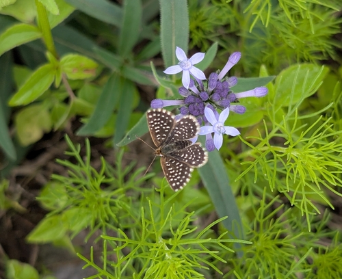Red-clover Blue