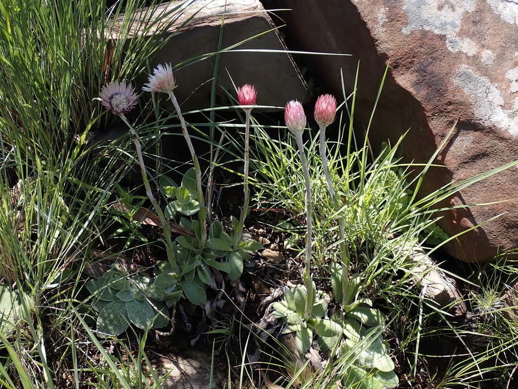 Helichrysum ecklonis; photograph (c) Andrew Hankey, some rights reserved (CC BY-SA)