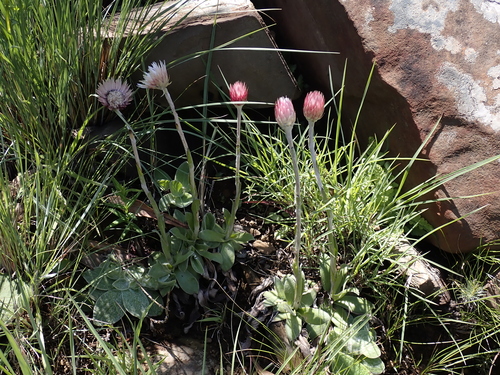 Ecklons Everlasting (Helichrysum ecklonis)