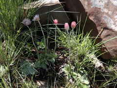Helichrysum ecklonis