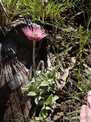 (c) Andrew Hankey, some rights reserved (CC BY-SA) Helichrysum ecklonis, photograph (c) Andrew Hankey, some rights reserved (CC BY-SA)