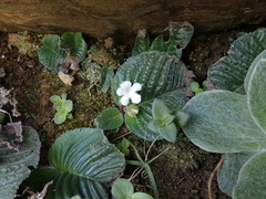 Streptocarpus pusillus, photograph (c) Andrew Hankey, some rights reserved (CC BY-SA)