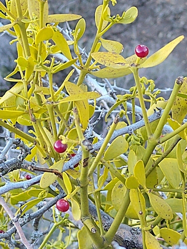 Viscum cruciatum, photograph 6