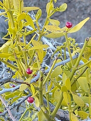 Viscum cruciatum, photograph (c) Loïc Chalmandrier, some rights reserved (CC BY)