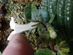 Streptocarpus pusillus, photograph (c) Andrew Hankey, some rights reserved (CC BY-SA)