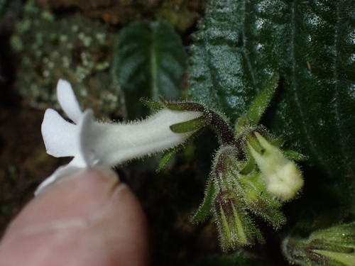 Streptocarpus pusillus, photograph 3