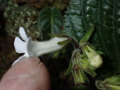 Streptocarpus pusillus, photograph (c) Andrew Hankey, some rights reserved (CC BY-SA)
