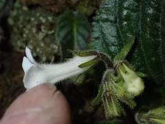 Streptocarpus pusillus, photograph (c) Andrew Hankey, some rights reserved (CC BY-SA)